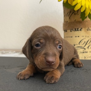 Dachshund Puppy Lance