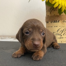 Dachshund Puppy Lance