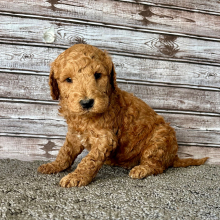 Goldendoodle Puppy Harper
