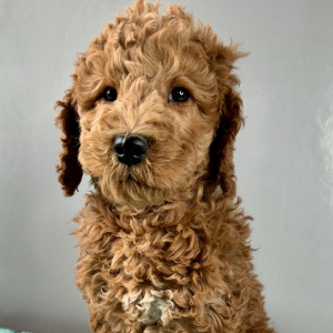 Goldendoodle Puppy Harper