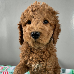 Goldendoodle Puppy Harper