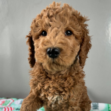 Goldendoodle Puppy Harper