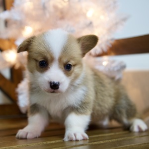 Pembroke Welsh Corgi Puppy Winter