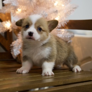 Pembroke Welsh Corgi Puppy Winter