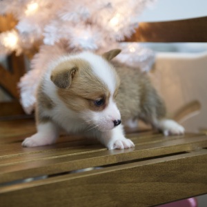 Pembroke Welsh Corgi Puppy Winter