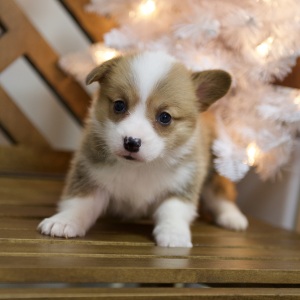 Pembroke Welsh Corgi Puppy Winter