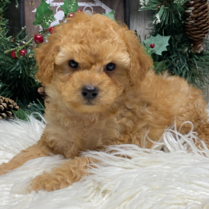 Poodle Puppy Marshal