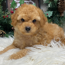 Poodle Puppy Marshal