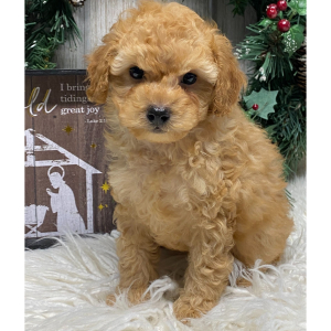 Poodle Puppy Marshal