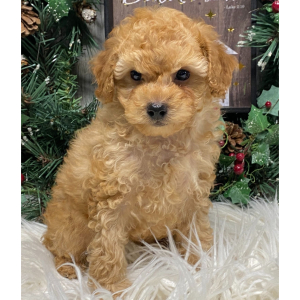 Poodle Puppy Marshal