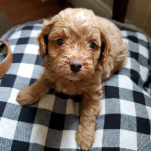 Cavapoo Puppy Elf