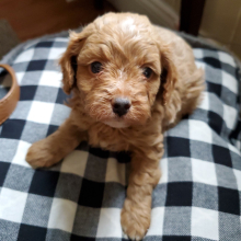 Cavapoo Puppy Elf