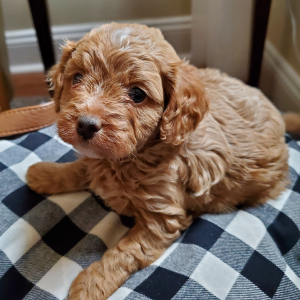 Cavapoo Puppy Elf