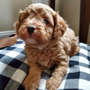 Cavapoo Puppy Elf