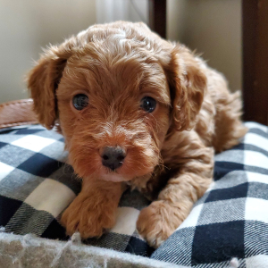 Cavapoo Puppy Elf