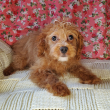 Cavapoo Puppy Gnome