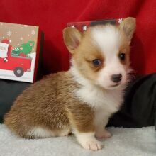 Pembroke Welsh Corgi Puppy Nugget
