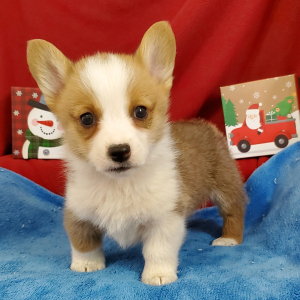 Pembroke Welsh Corgi Puppy Nugget