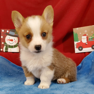 Pembroke Welsh Corgi Puppy Nugget