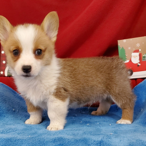 Pembroke Welsh Corgi Puppy Nugget