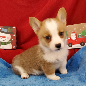 Pembroke Welsh Corgi Puppy Nugget