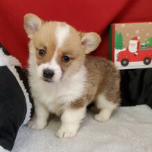 Pembroke Welsh Corgi Puppy Tinkerbell