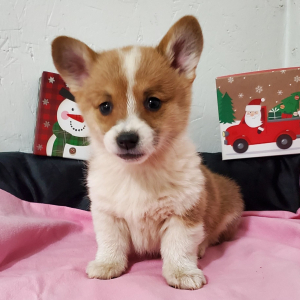 Pembroke Welsh Corgi Puppy Tinkerbell