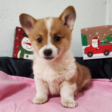 Pembroke Welsh Corgi Puppy Tinkerbell