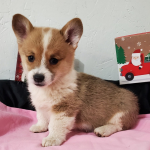 Pembroke Welsh Corgi Puppy Tinkerbell