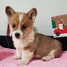 Pembroke Welsh Corgi Puppy Tinkerbell