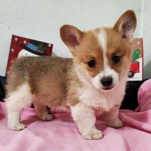 Pembroke Welsh Corgi Puppy Tinkerbell