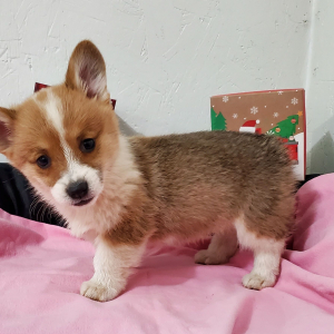 Pembroke Welsh Corgi Puppy Tinkerbell