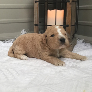 Goldendoodle Puppy Snicker