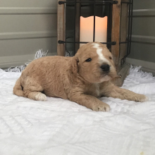 Goldendoodle Puppy Snicker