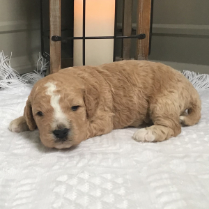Goldendoodle Puppy Snicker
