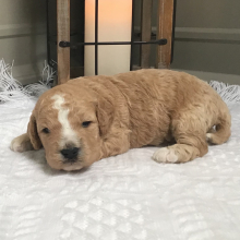 Goldendoodle Puppy Snicker