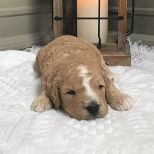 Goldendoodle Puppy Snicker