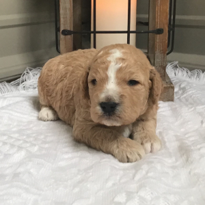 Goldendoodle Puppy Snicker