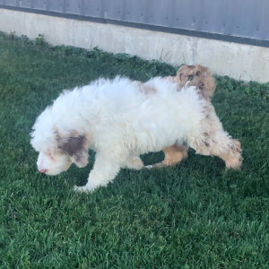 Labradoodle Puppy Teddy