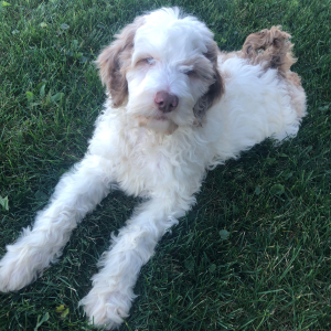 Labradoodle Puppy Teddy