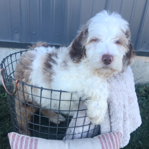 Labradoodle Puppy Teddy