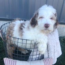 Labradoodle Puppy Teddy