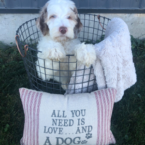 Labradoodle Puppy Teddy