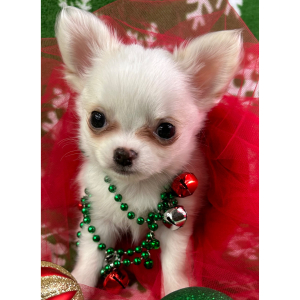 Chihuahua Puppy Peanut