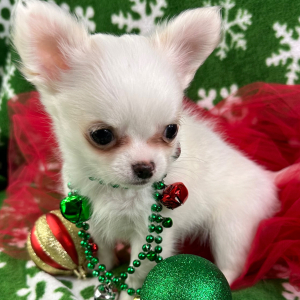 Chihuahua Puppy Peanut