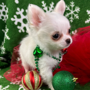 Chihuahua Puppy Peanut