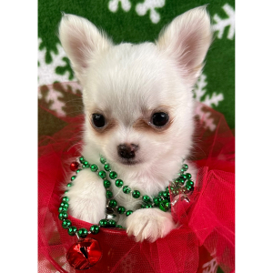 Chihuahua Puppy Peanut