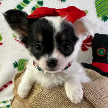 Chihuahua Puppy Sophie