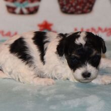 Yorkiepoo Puppy Davy
