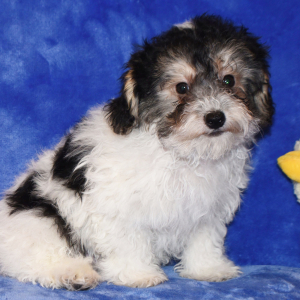 Yorkiepoo Puppy Davy
